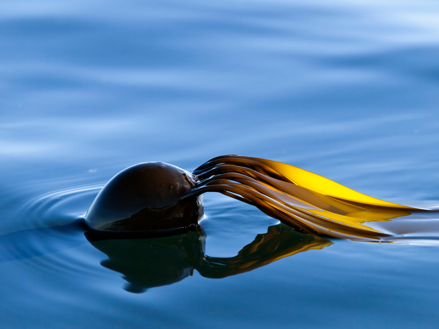 Serrano Bullwhip Kelp Hot Sauce by Barnacle Foods