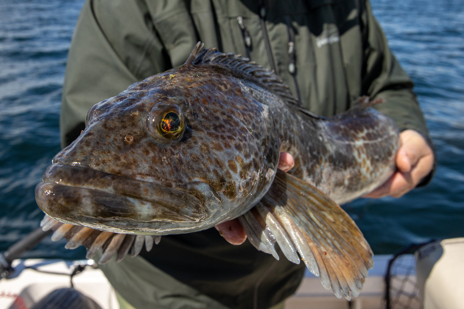Wild Alaska Ling Cod
