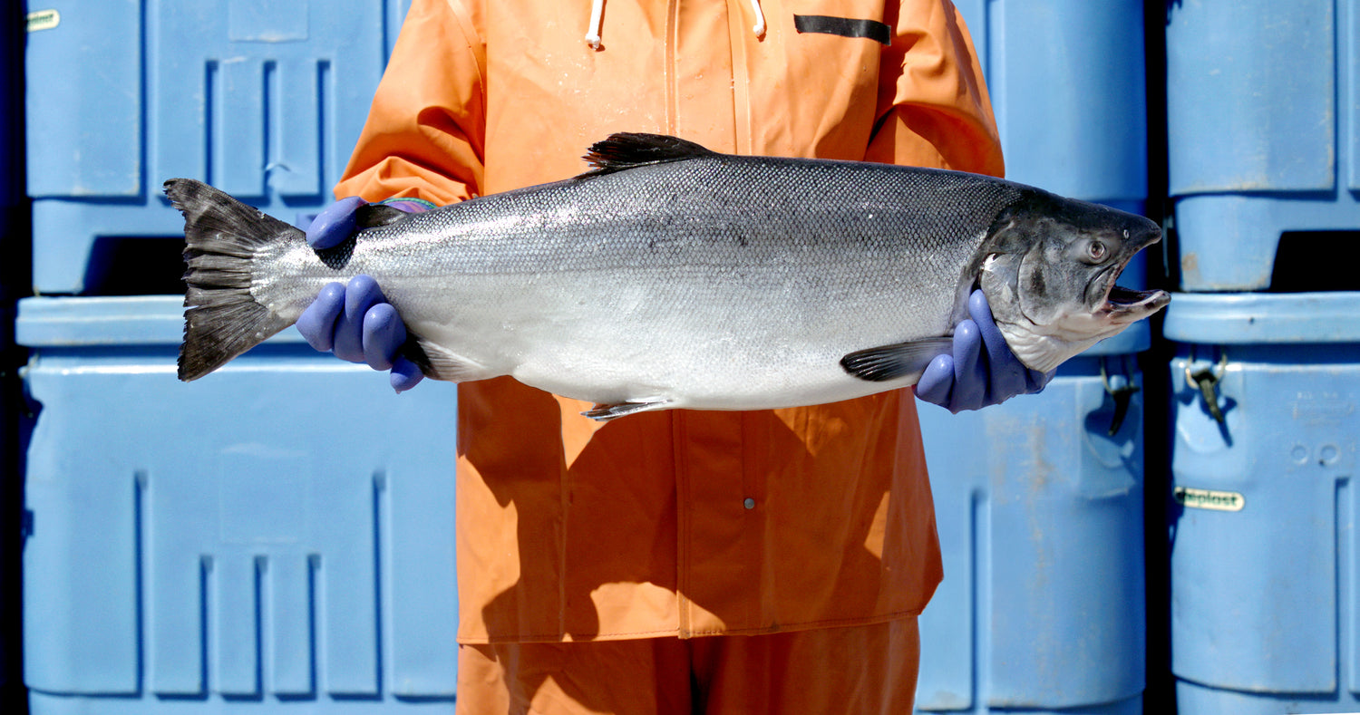 Wild Alaskan King Salmon