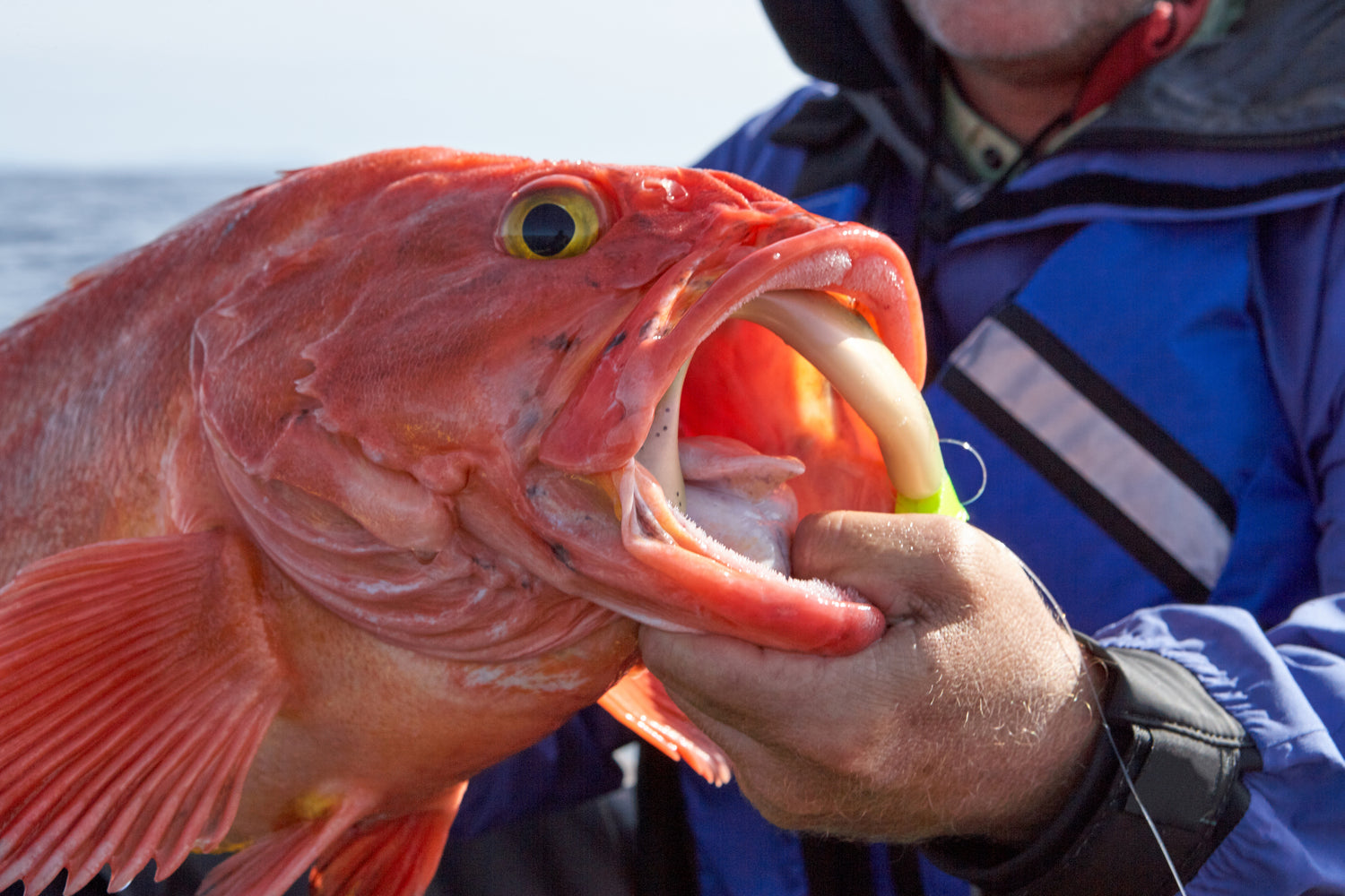 Wild Alaska Yelloweye Rockfish