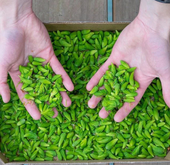 Sitka Spruce Tip Jelly by Barnacle Foods