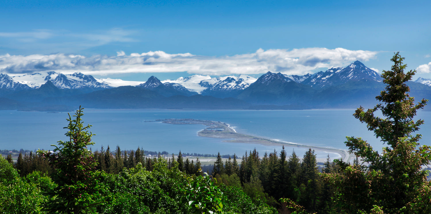 Snowy pine forest near Alaskan coastline