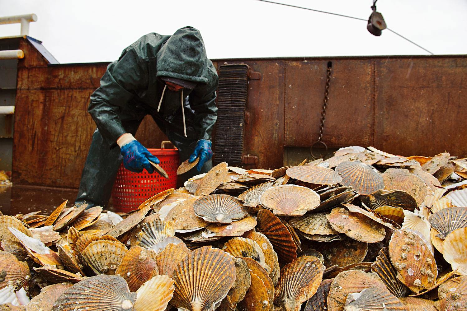Wild Jumbo Alaska Weathervane Scallops