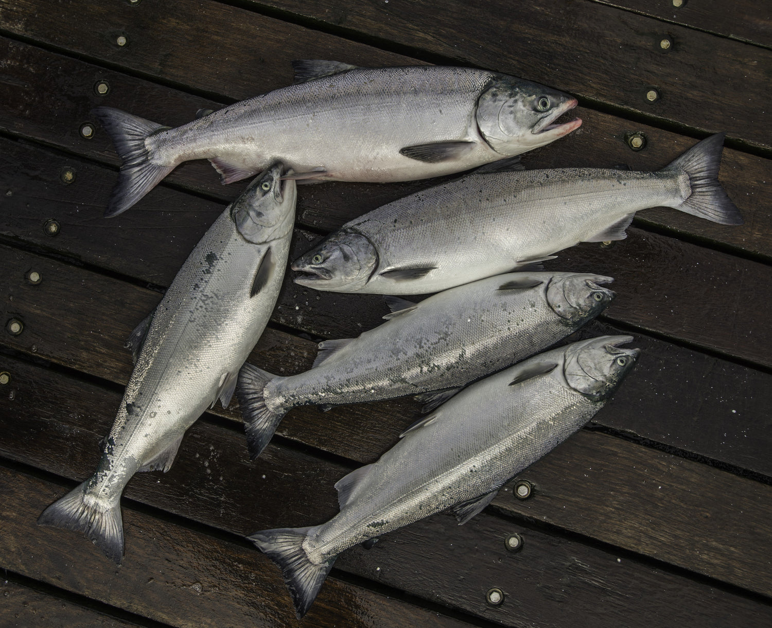 🎣 Bleed Your Fish, Folks—Your Taste Buds Will Thank You! 🩸🐟