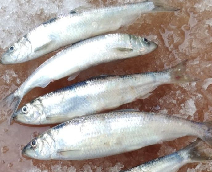 Cook Inlet Herring Bait- 10lb Bag