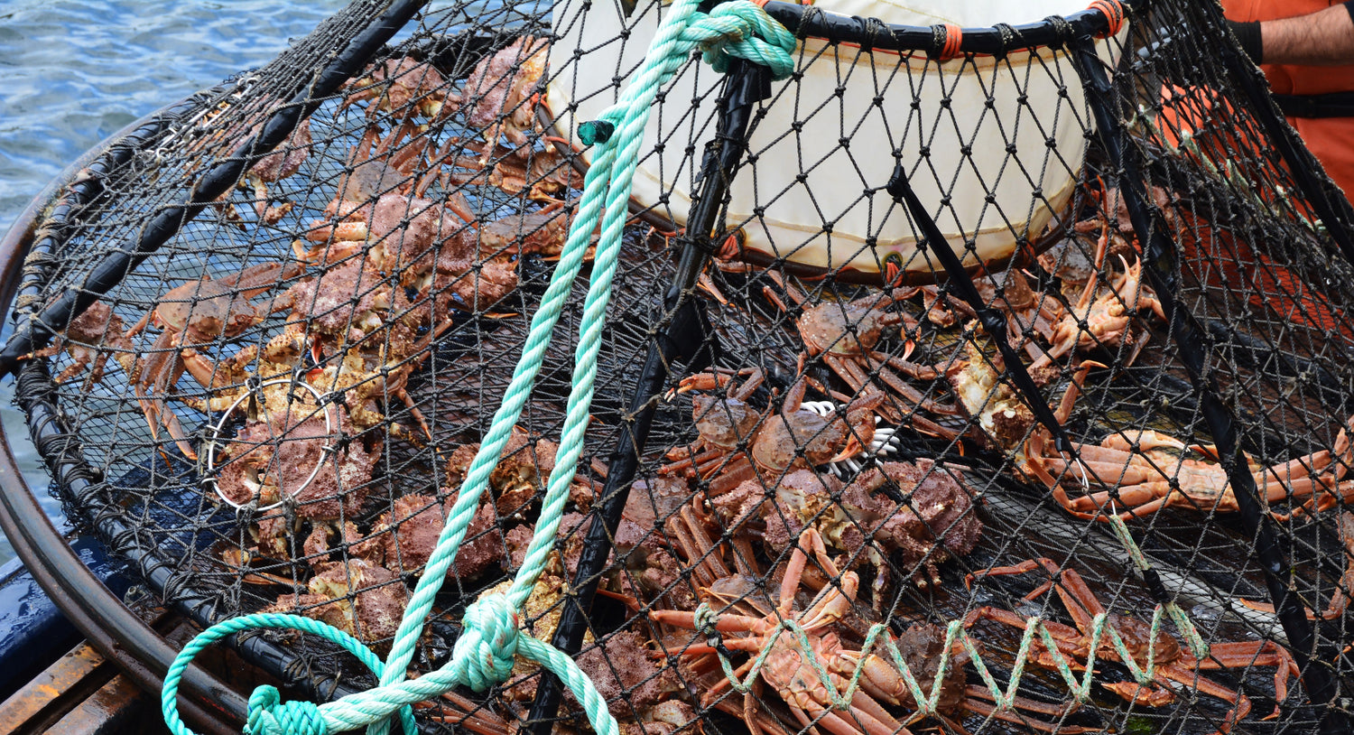 Wild Alaska Snow (Bairdi) Crab