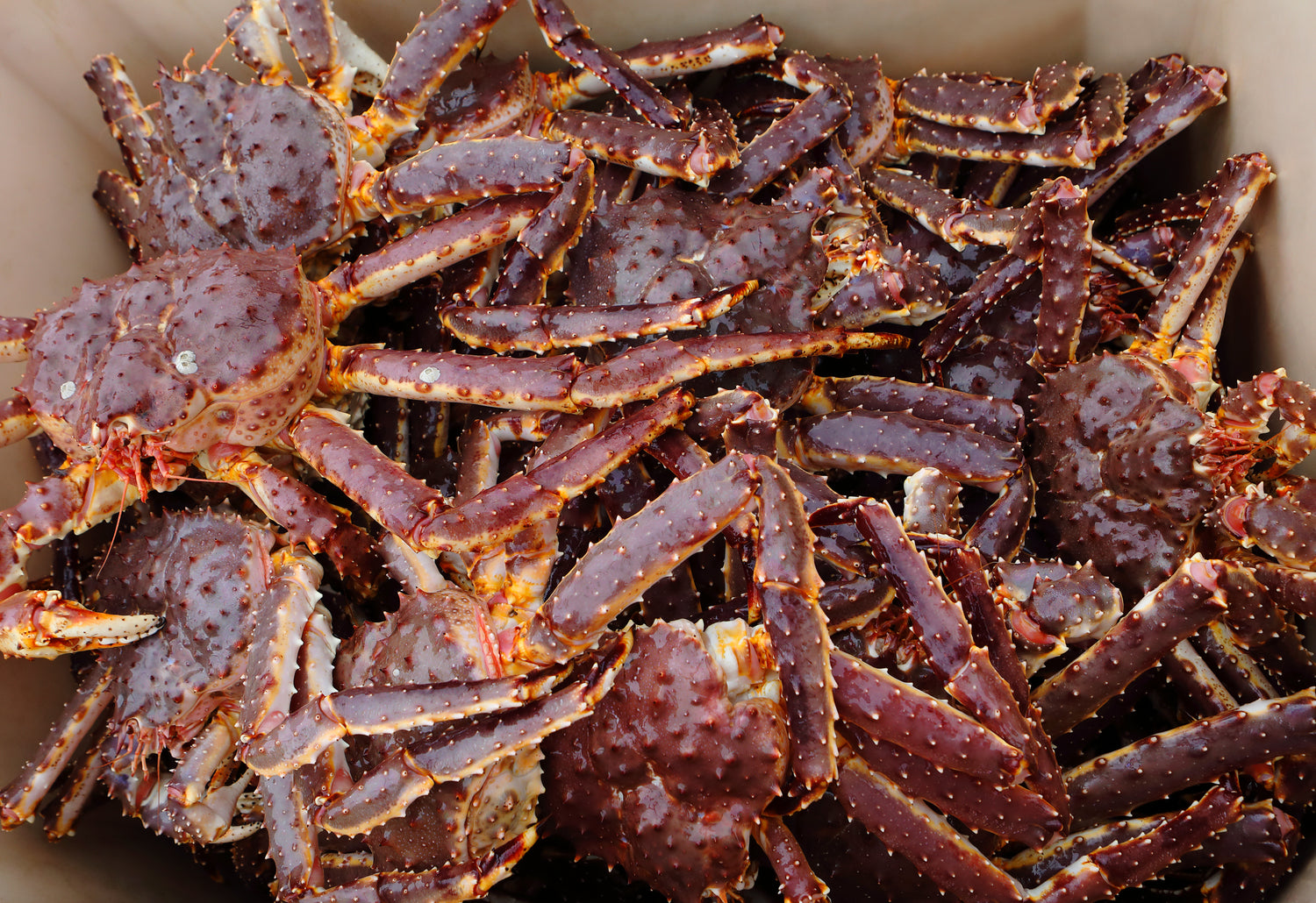 Wild Alaskan Red King Crab