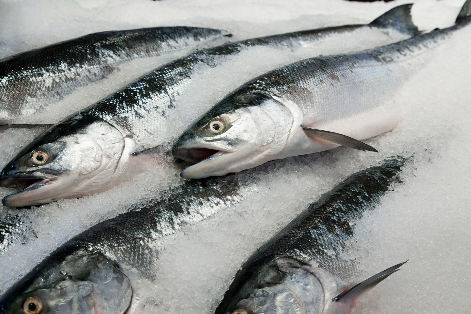 Salmonpalooza Over 40lbs with Free Shipping!